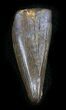 Tyrannosaur Premax Tooth (Aublysodon) - Montana #24459-1